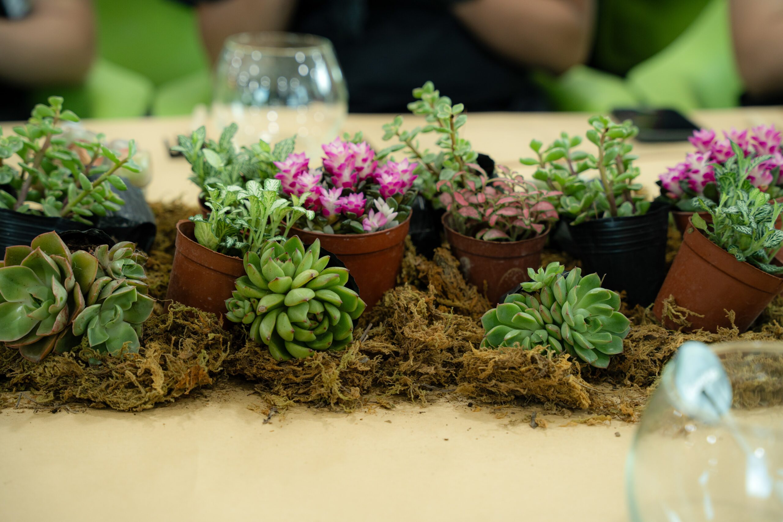 Workshop Doanh Nghiệp - Terrarium
