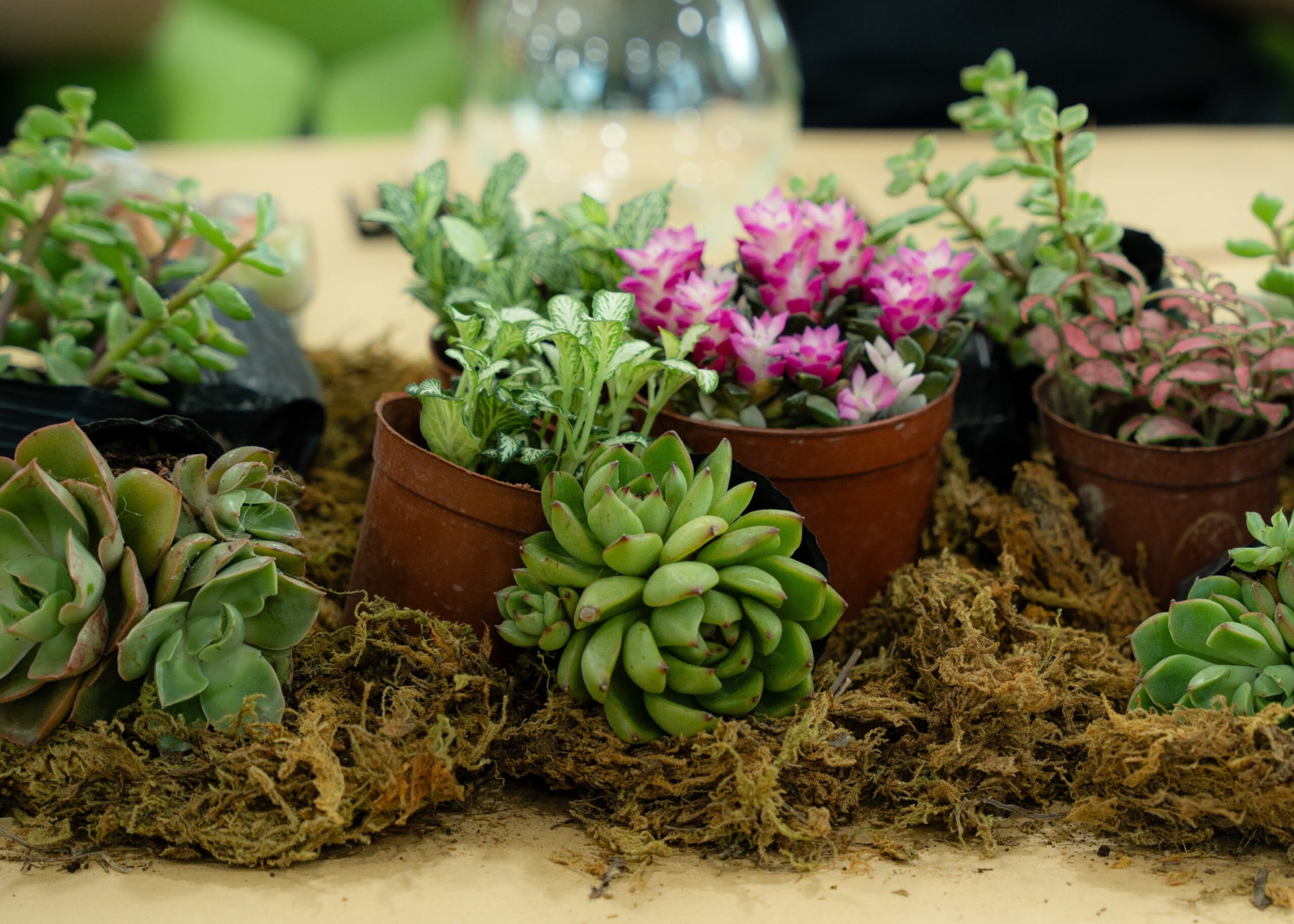 Workshop Doanh Nghiệp - Terrarium Workshop Doanh Nghiệp - Terrarium