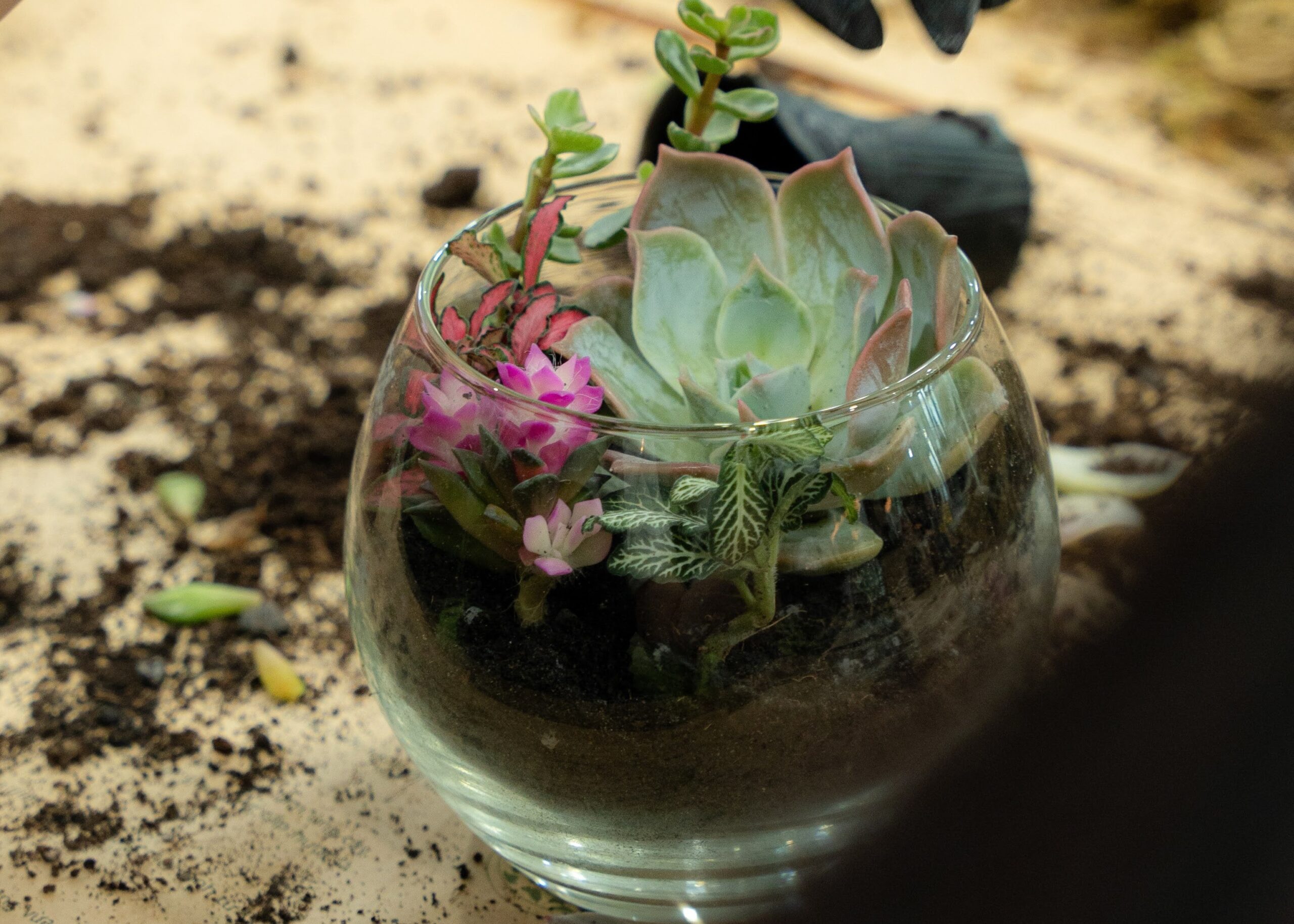 Workshop Doanh Nghiệp - Terrarium Workshop Doanh Nghiệp - Terrarium