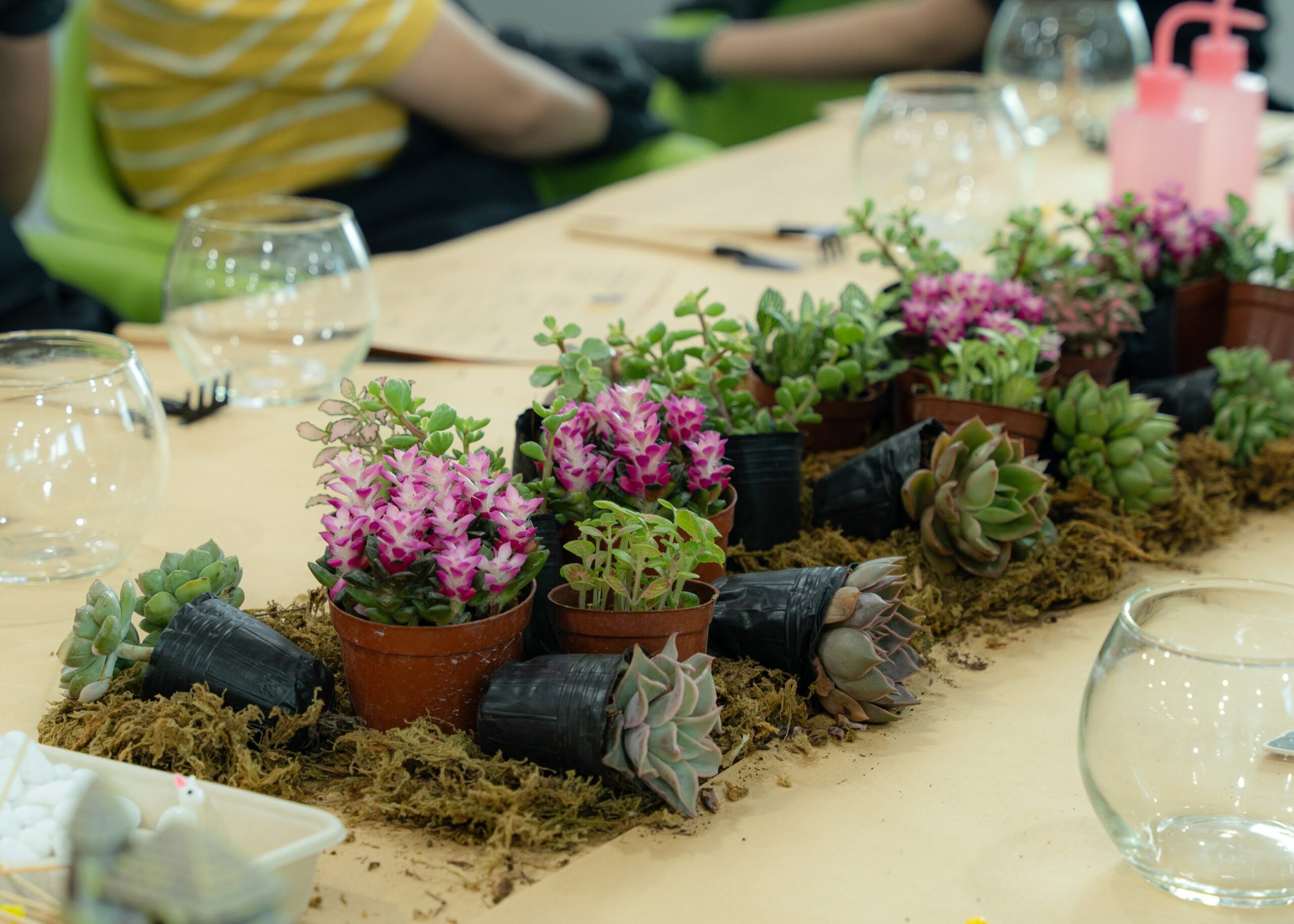 Workshop Doanh Nghiệp - Terrarium Workshop Doanh Nghiệp - Terrarium