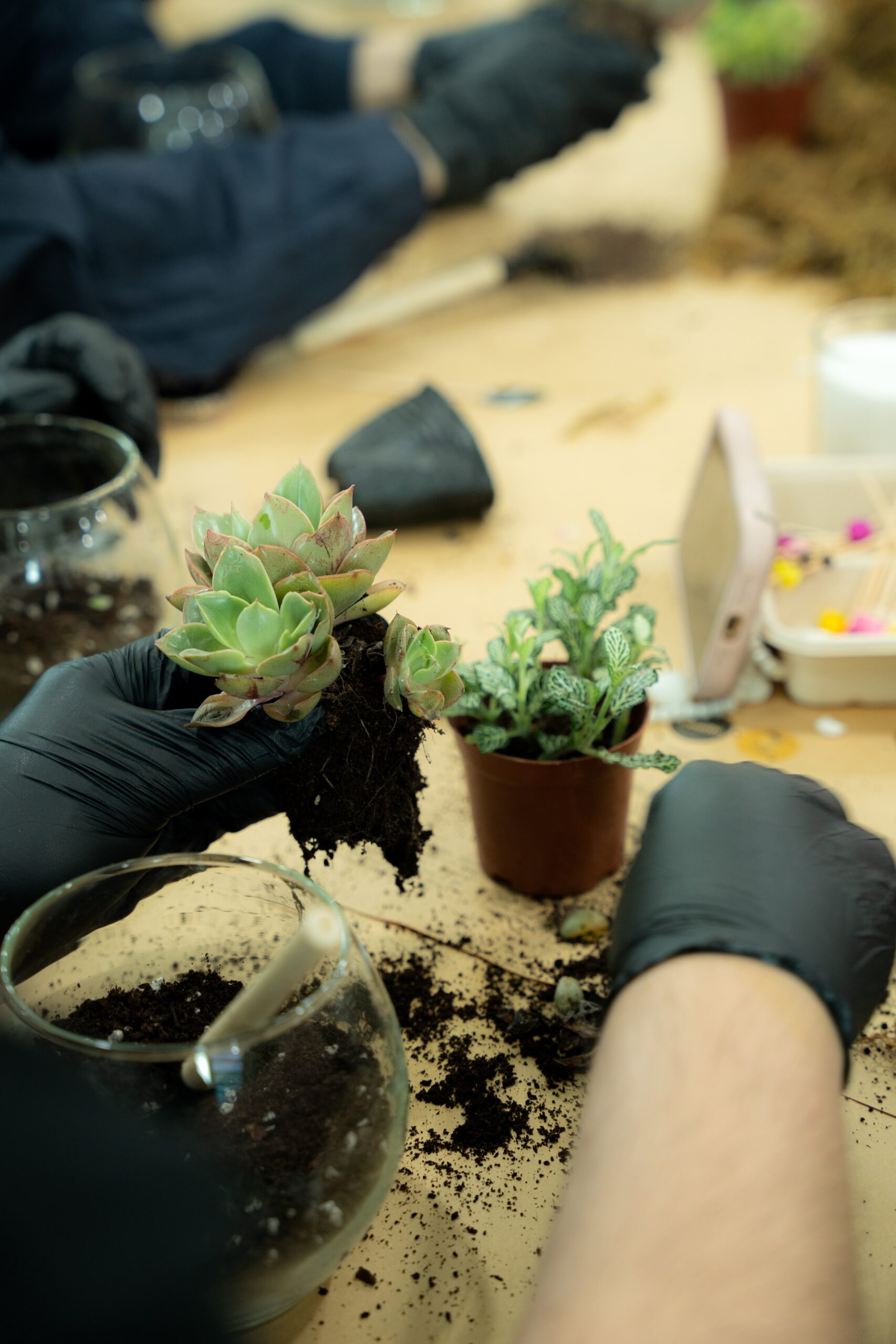 Workshop Doanh Nghiệp - Terrarium