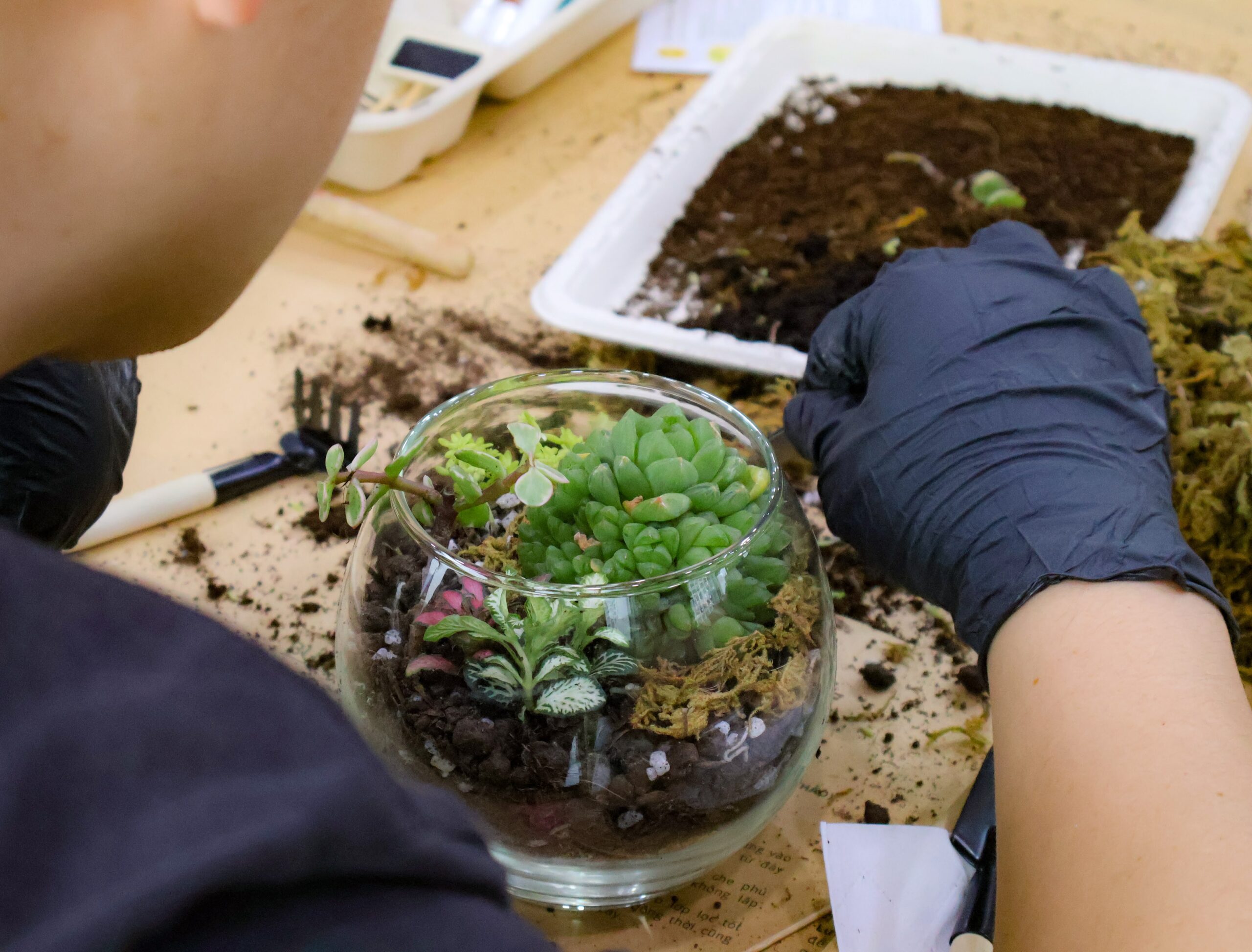 Workshop Doanh Nghiệp - Terrarium
