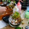 Workshop Terrarium