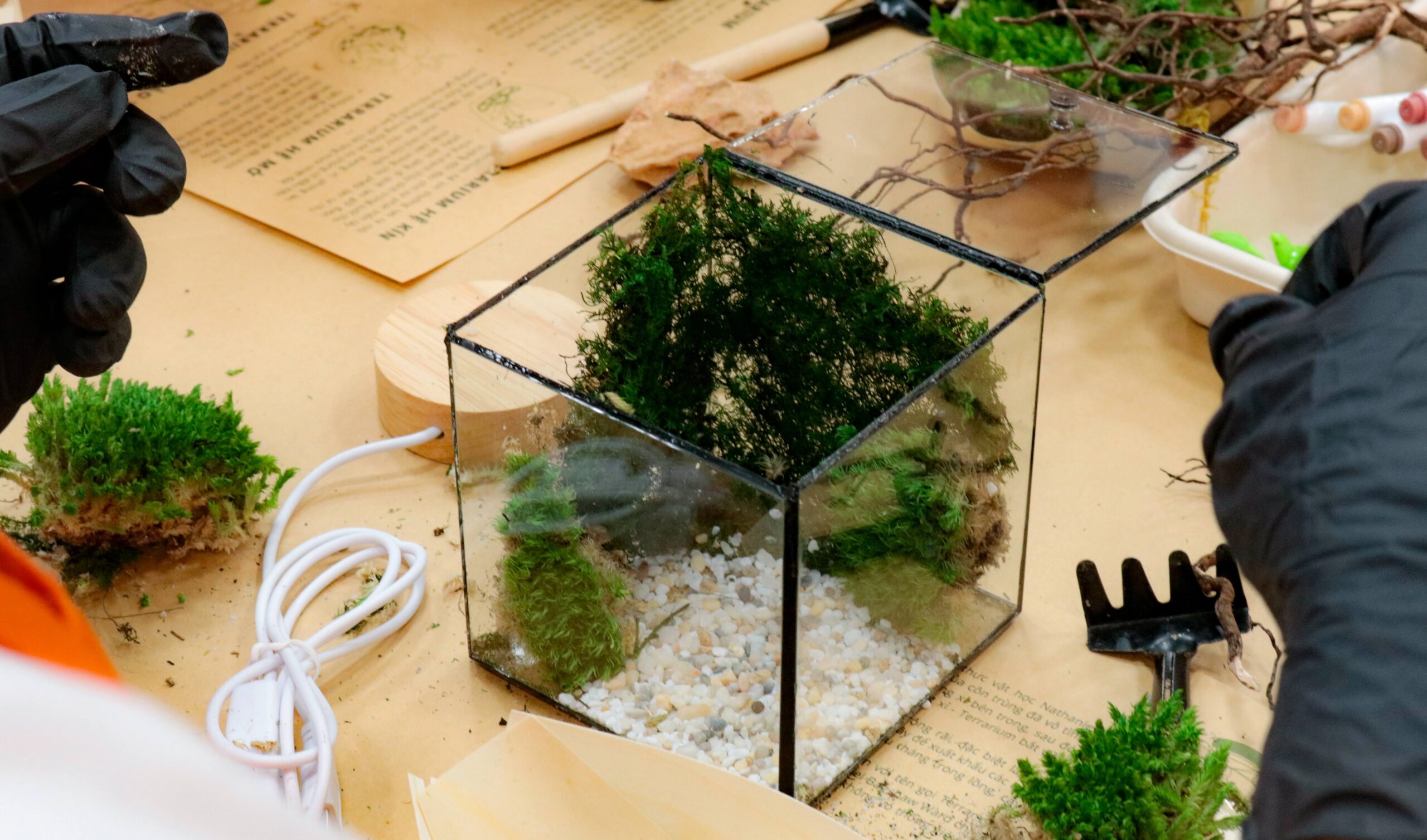 Workshop Doanh Nghiệp - Đèn Ngủ Rêu Vĩnh Cửu (Terrarium Night Light)